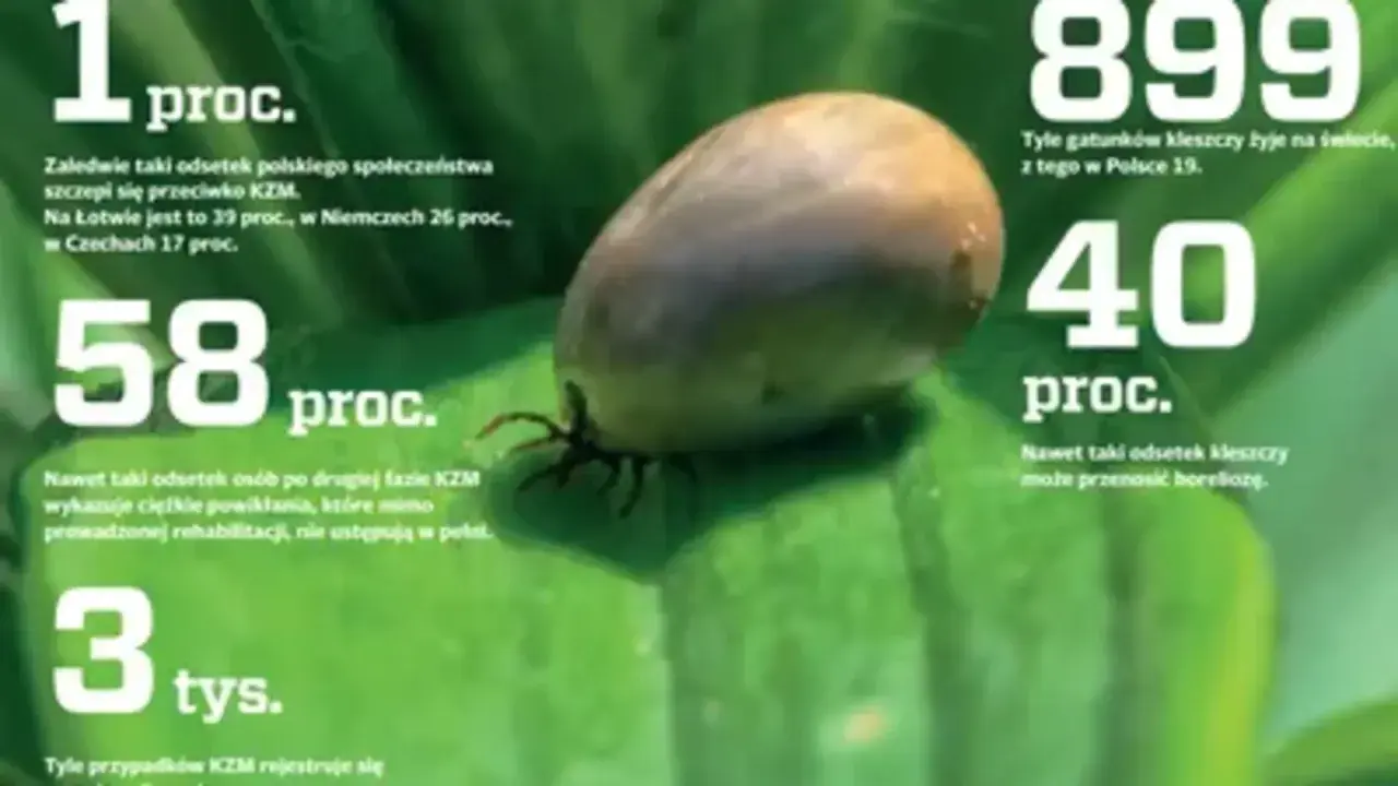 Kleszcz na liściu. Informacje o KZM (odkleszczowe zapalenie opon mózgowych) i boreliozie. 40% kleszczy może przenosić choroby.
