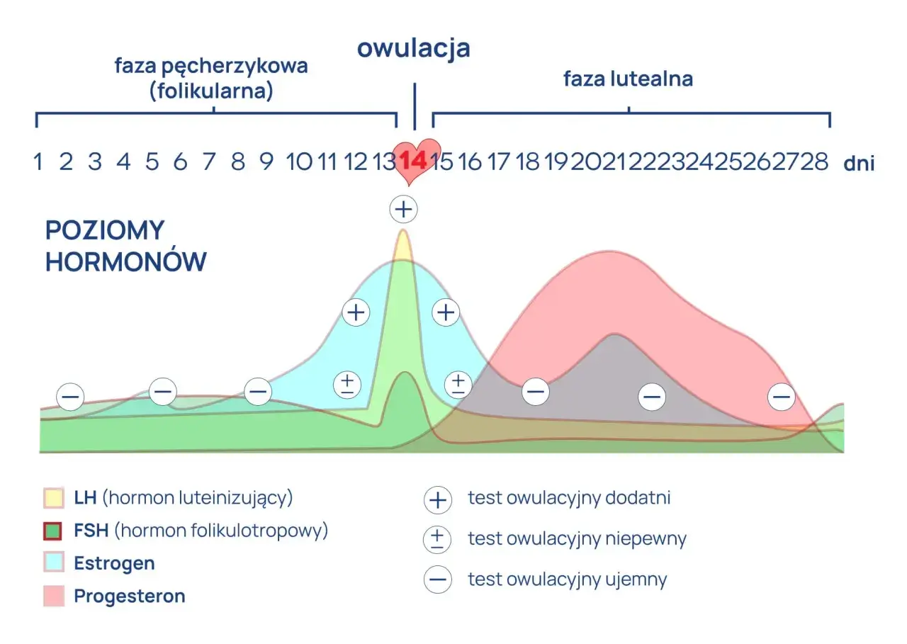 Wykres poziomu hormonów w cyklu menstruacyjnym. Pokazuje, jak estradiol i inne hormony zmieniają się w czasie, co jest kluczowe dla zrozumienia, estradiol co to za badanie.