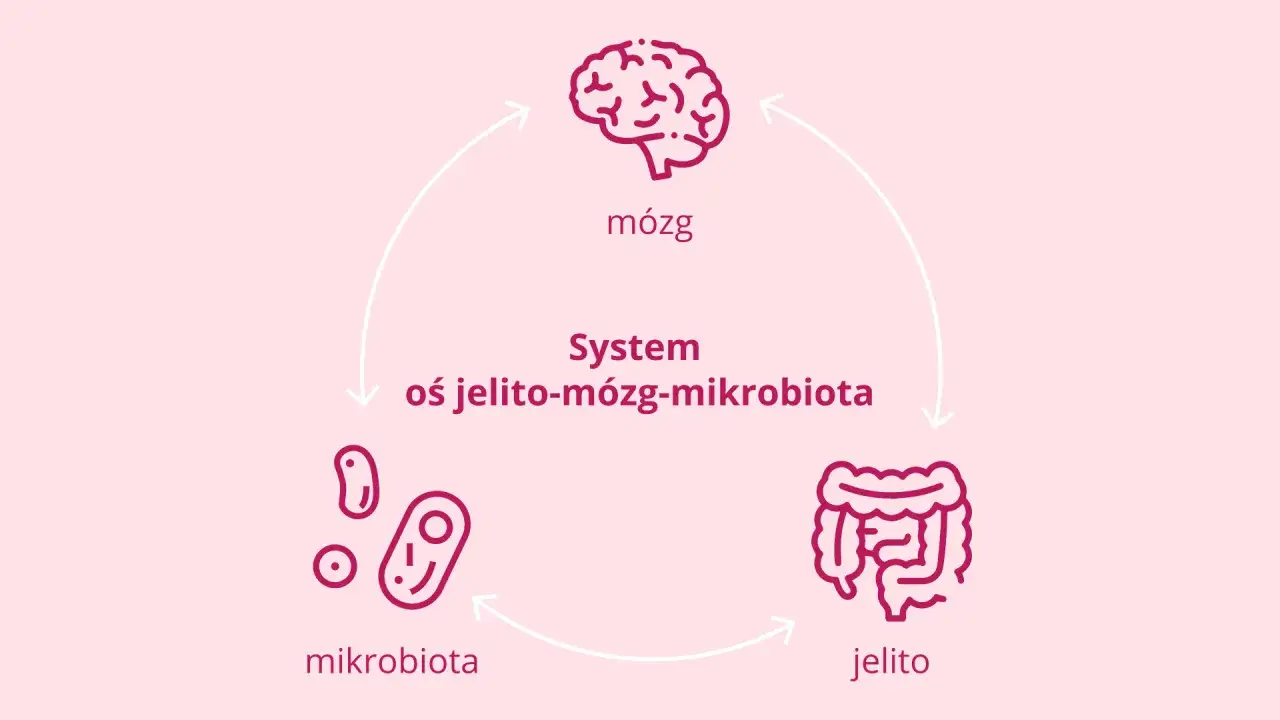 Oś jelitowo-mózgowa schemat
