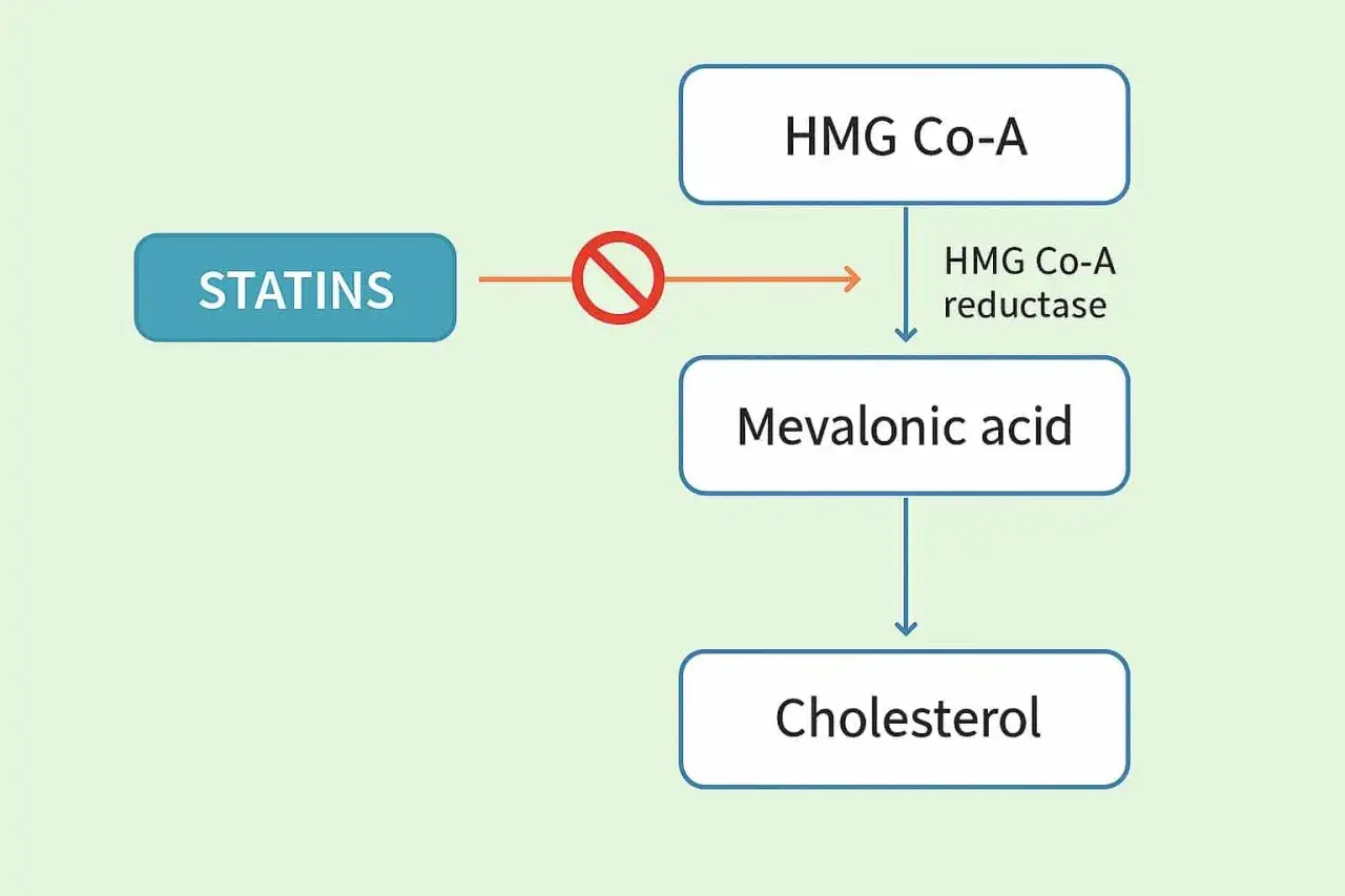 Schemat pokazuje, że statyny blokują enzym HMG-CoA reduktazę, co hamuje produkcję kwasu mewalonowego i cholesterolu.